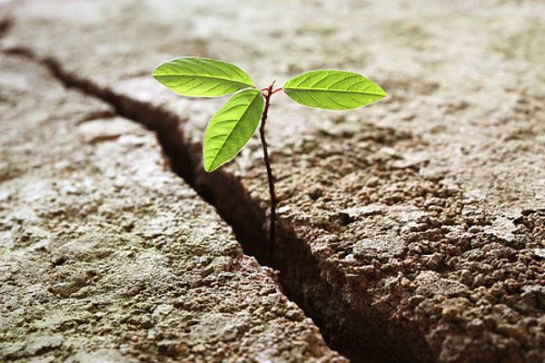green planet consulting